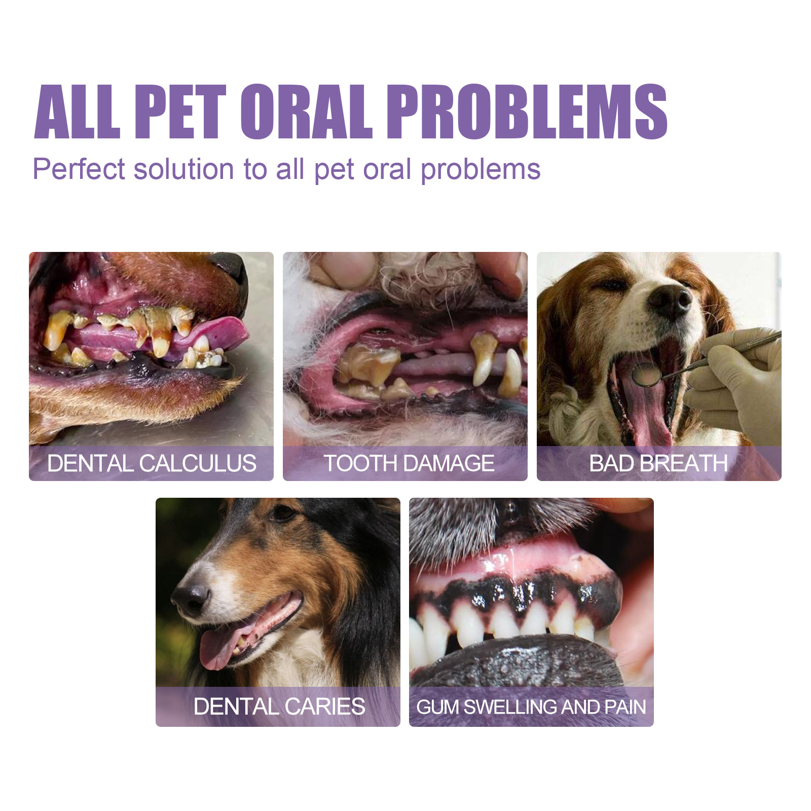 Pet Oral Repair Gel Puppy Tart - Teeth Whitening Foam 리뷰 및 가격
