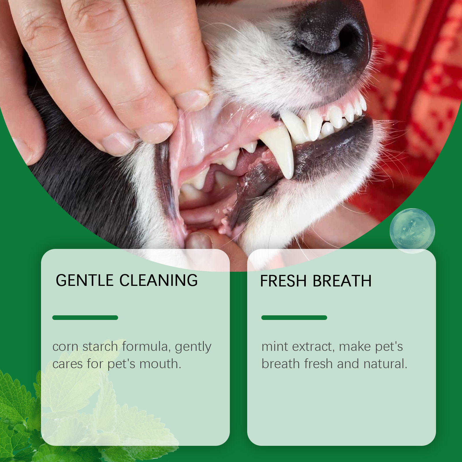Pet Teeth Cleaning Powder Redu - Teeth Whitening Ai 리뷰 및 가격